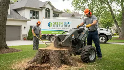 Stump removal service in Harrisburg, PA with professional tree grinding and cleanup