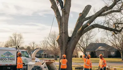 Professional tree removal service in Harrisburg, PA safely cutting and clearing hazardous trees