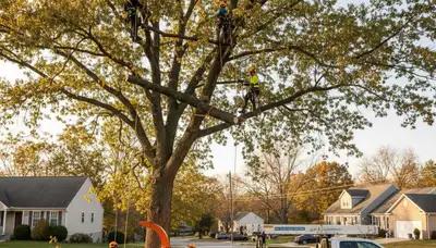Professional tree removal service in Harrisburg PA safely clearing large oak trees
