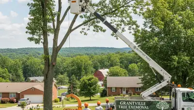 Professional tree removal service in Harrisburg PA by local certified arborists