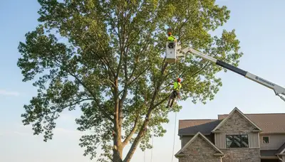 Professional tree removal service in Harrisburg PA safely cutting and clearing large oak tree