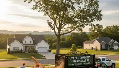 Professional tree removal service in Harrisburg PA safely cutting and clearing large oak tree