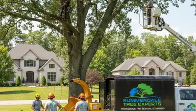 Professional tree removal service in Harrisburg PA safely cutting and clearing large oak tree