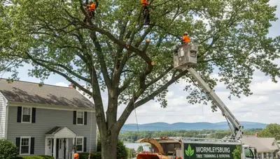 Professional tree removal service equipment in Harrisburg PA by local arborists