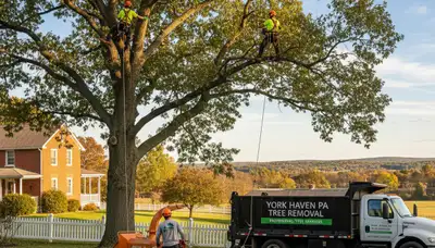 Professional tree removal service in Harrisburg PA safely cutting and clearing large trees