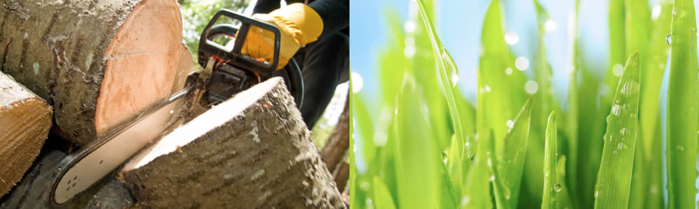 Tree Services Mechanicsburg PA Tree Service Professionals in Mechanicsburg PA Free Tree Service Quotes in Mechanicsburg PA Tree Service Estimates in Mechanicsburg PA