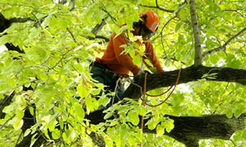 Tree Trimming in Harrisburg PA Tree Trimming Services in Harrisburg PA Tree Trimming Professionals in Harrisburg PA Tree Services in Harrisburg PA Tree Trimming Estimates in Harrisburg PA Tree Trimming Quotes in Harrisburg PA